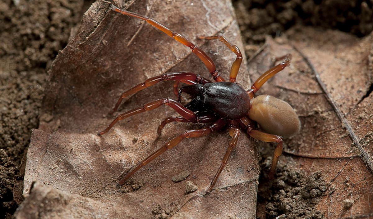 Getty_spin_araignee_dysdera crocata_2026.jpg